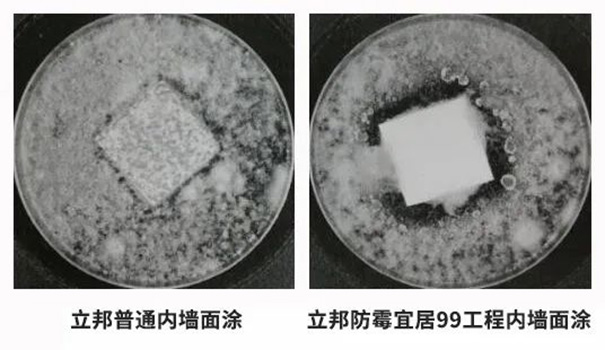 立邦防霉宜居99工程內(nèi)墻面涂滿足28天耐霉菌性0級(jí)的標(biāo)準(zhǔn).jpg
